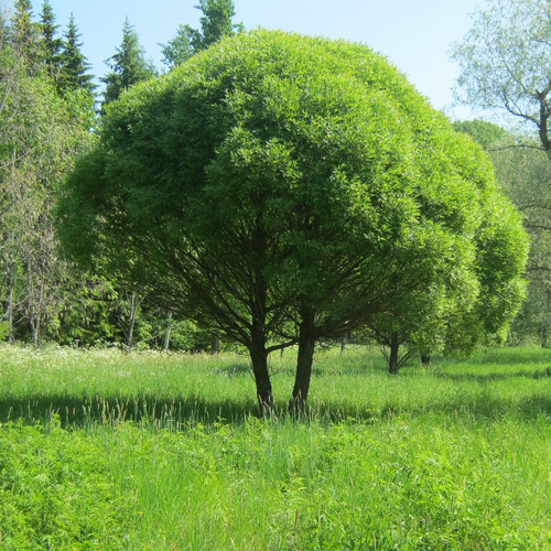 Ива ломкая «Булата»