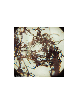 Микроскоп Levenhuk Rainbow 50L PLUS Лайм