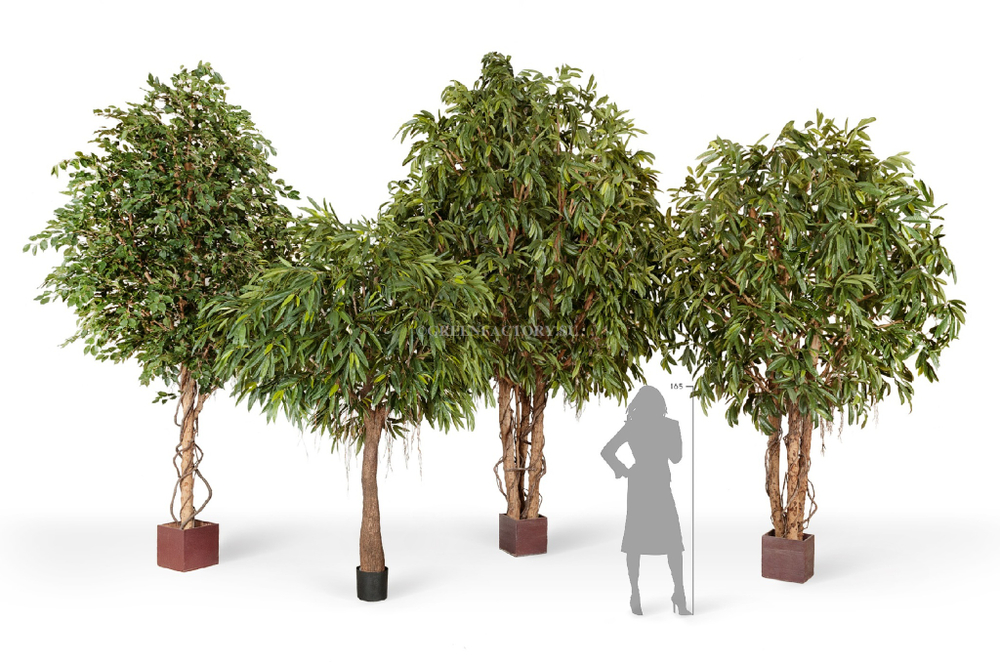 Лонгифолия широколистная Гигантская