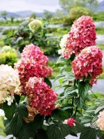 Гортензия метельчатая Даймонд Руж