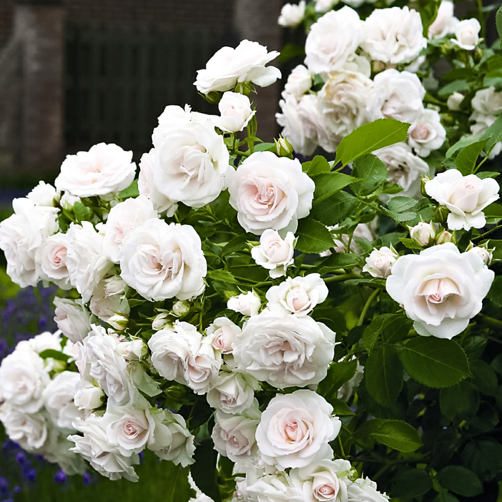 Роза флорибунда (почвопокровная ) "Aspirin"