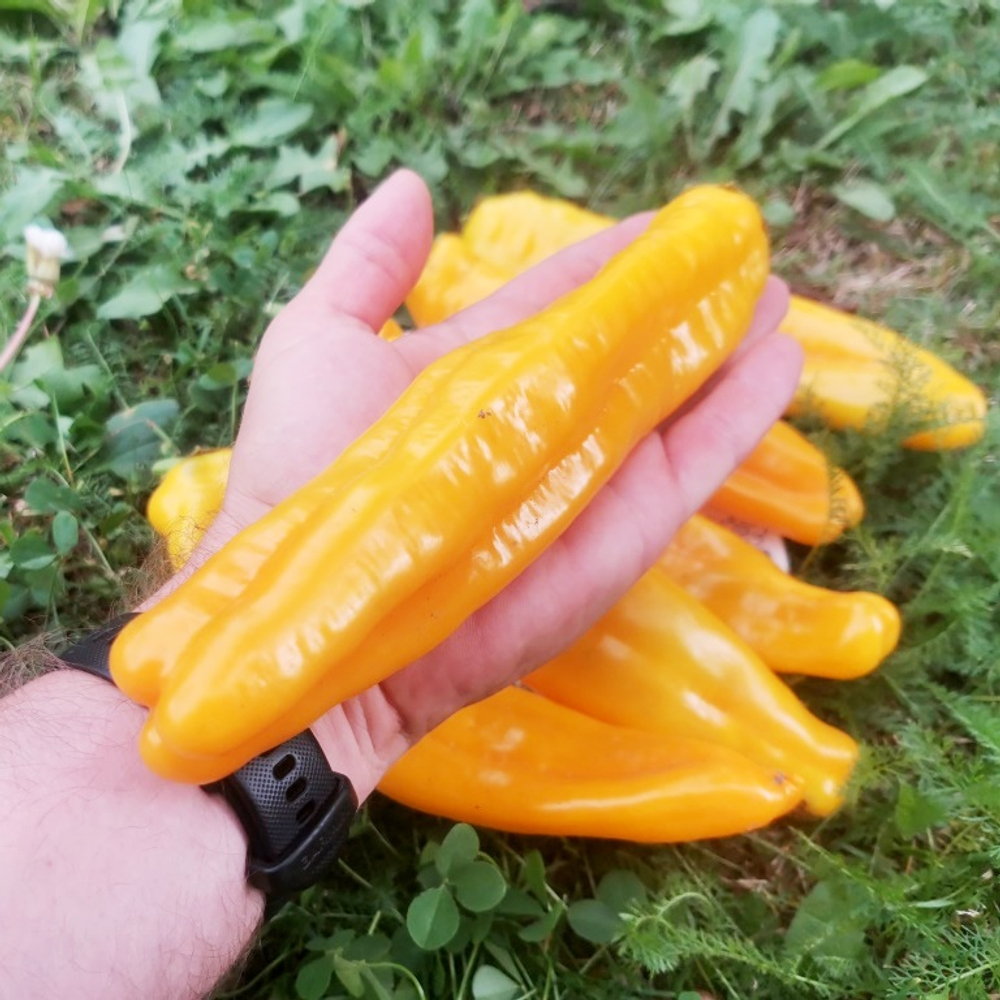 Сахарный Перец Сабля Самурая - Katana Samurai Pepper