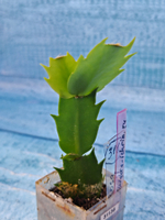 Schlumbergera cv. Rosa Brazil (Шлюмбергера)