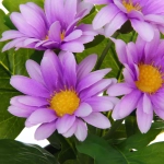 Цветочная композиция «Поцелуй лета» Хризантема сиреневая 20см