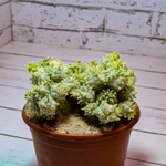 Euphorbia Mammillaris Variegata (Эуфорбия Вариегатная)