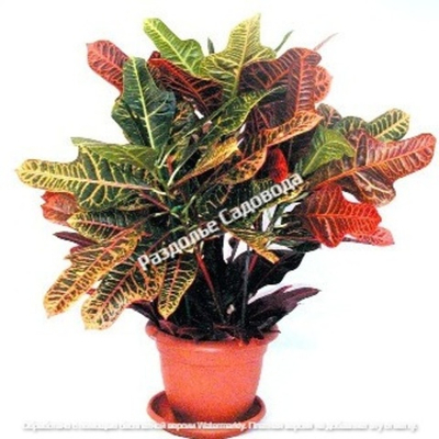 Кодиеум Пестрый (Кротон) горшок 1л