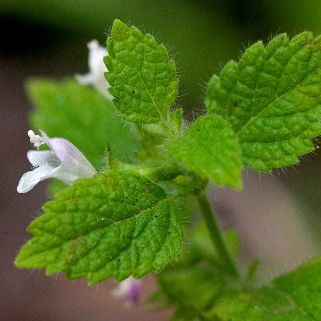 Мелисса лекарственная