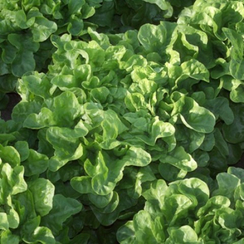 Крилда семена салата дуболистного (Rijk Zwaan / Райк Цваан)