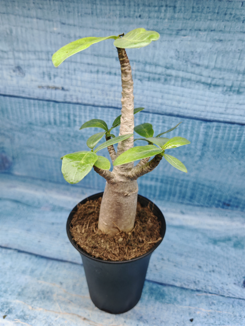 Adenium Baobab (Адениум)