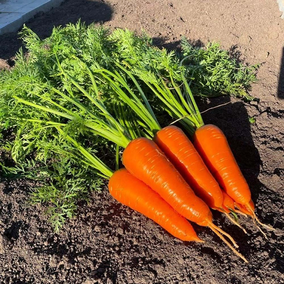 Кантон F1 семена моркови шантанэ (Bejo / ALEXAGRO) культура