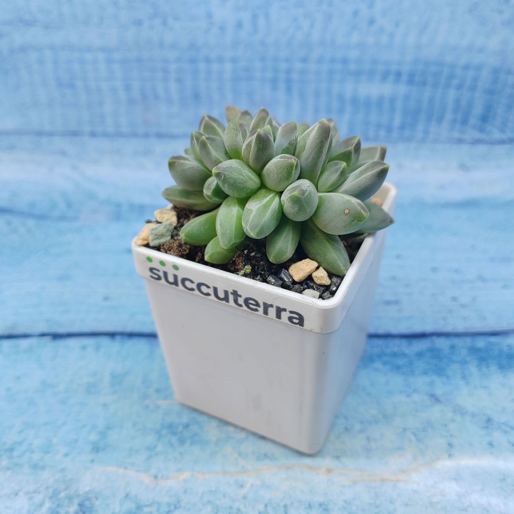 Pachyphytum compactum (Пахифитум)
