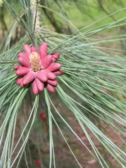 Семена Сосна желтая "Black Hills S.Dakota" 1гр