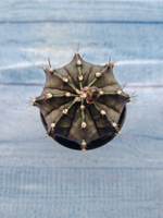 Gymnocalycium Mihanovichii black (Гимнокалициум)