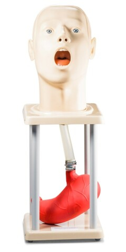 Фантом головы c пищеводом и желудком