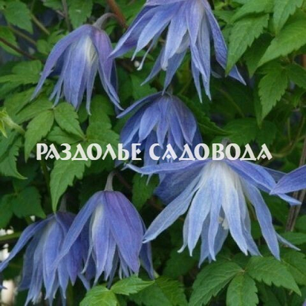 Клематис (княжик) Майдвелл Холл