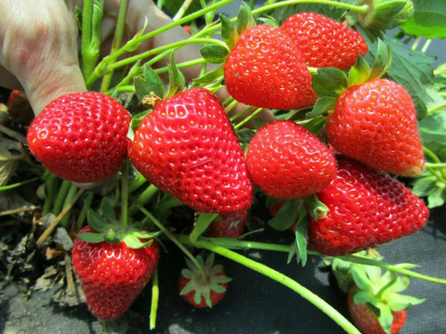 Кабрилло (Ремонтантный сорт)