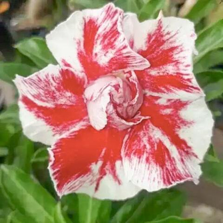 Адениум обесум 223 Lip Print Mutation