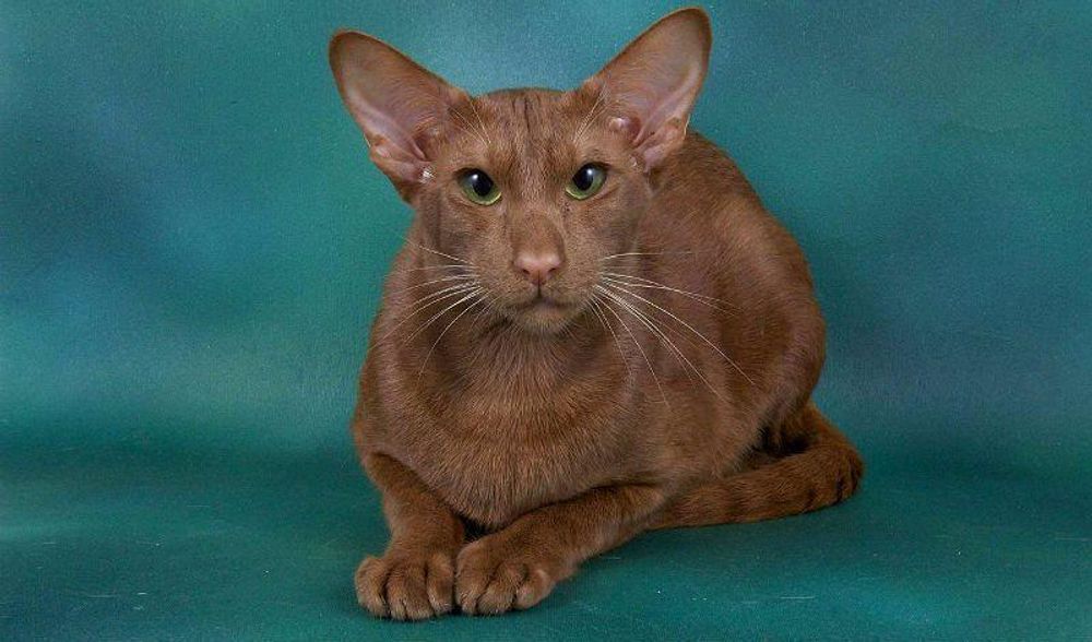 Гавана Браун – шоколадное чудо с изысканным характером