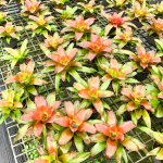 Неорегелия MEDUSA