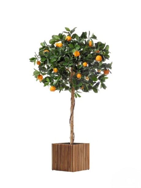 Комплект - Мандарин Голден Оранж штамбовый 120 см в кашпо TREEZ Effectory - Timberline - Куб