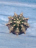 Gymnocalycium T-Rex Pink hybrid (Гимнокалициум T-rex)