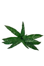 Куст асплениума 12 листьев