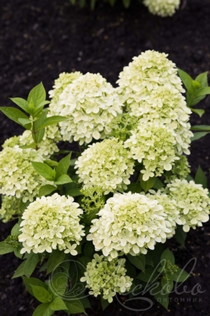 Гортензия метельчатая Little Passion