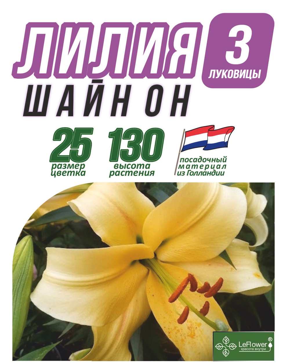 Лилия Луковица, Шайн он, 3 шт