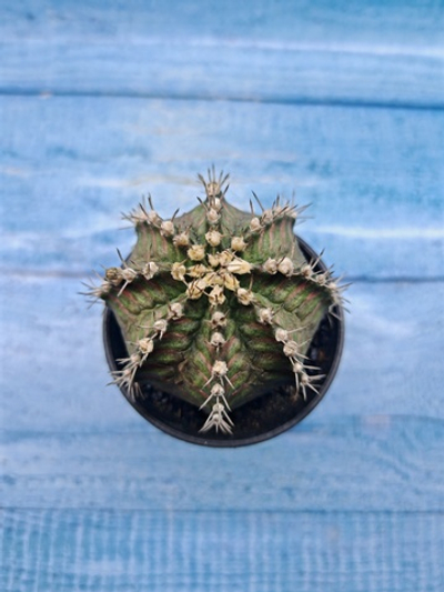 Gymnocalycium T-Rex Pink hybride (Гимнокалициум T-rex)