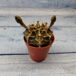 Gymnocalycium Friedrichii (Гимнокалициум)