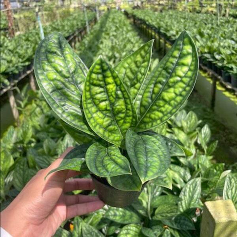 Монстера KARSTENIANUM