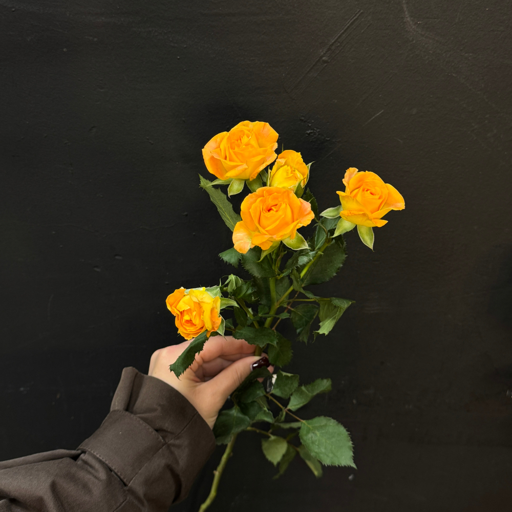 Роза кустовая eternal flame 50 см / 1 шт