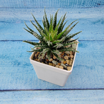 Aloe Haworthioides (Алоэ)