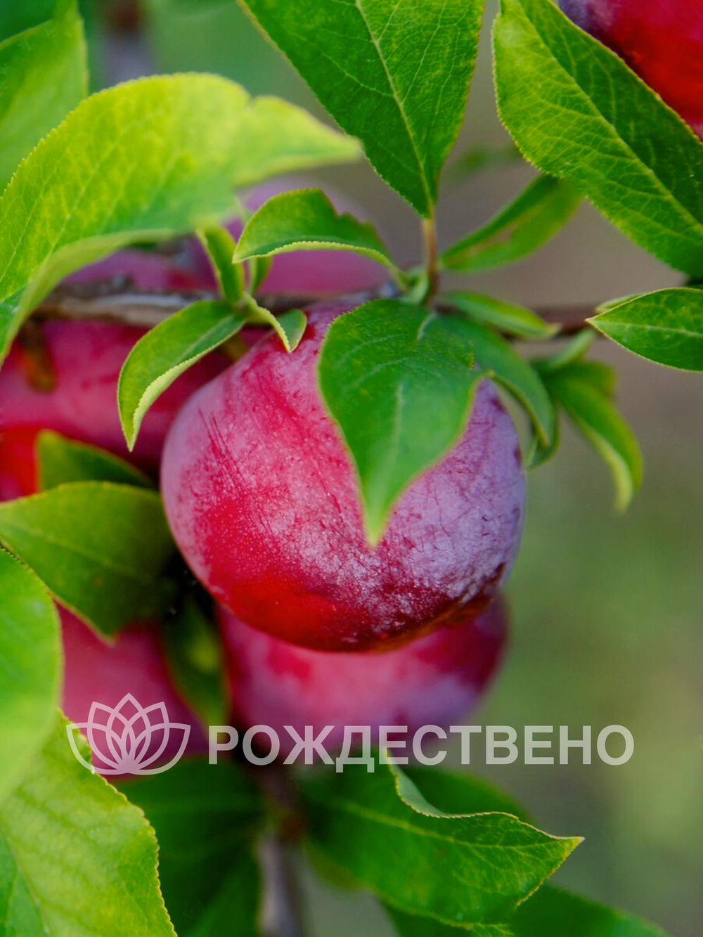 Алыча Кубанская Комета