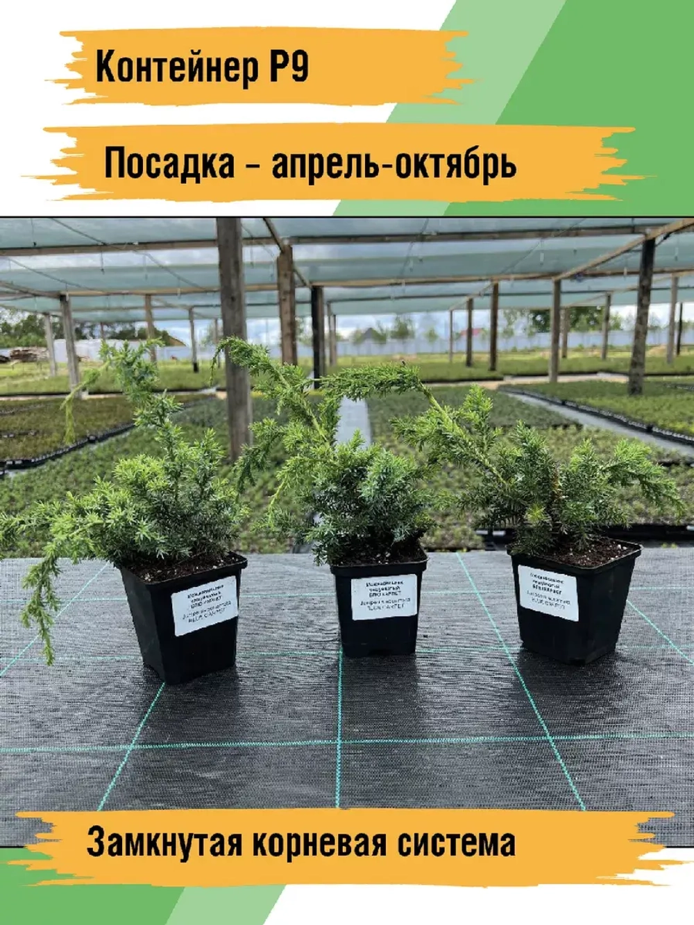 Можжевельник Блю карпет саженцы хвойных