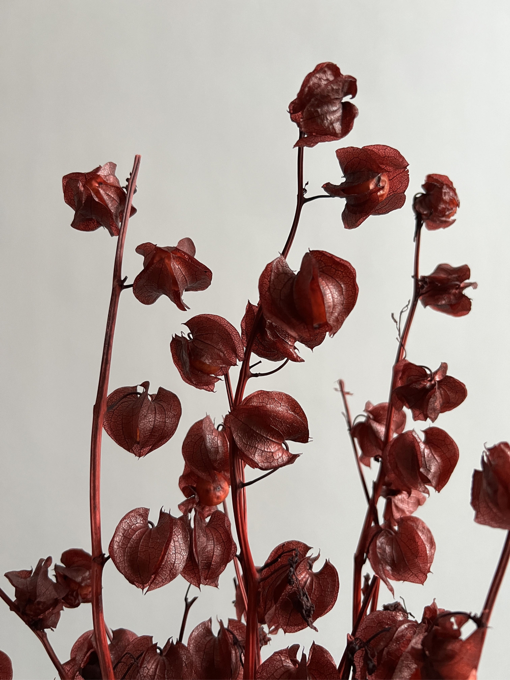 Физалис стабилизированный бордовый