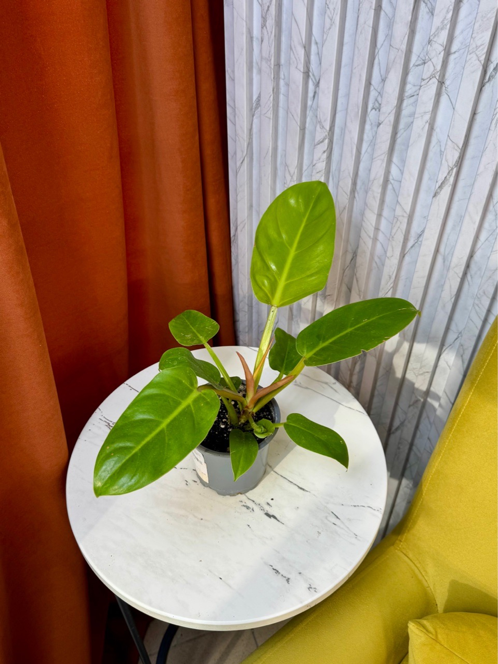 Филодендрон Мелинони Голд, D10см Н25см, 1шт, Urban Jungle