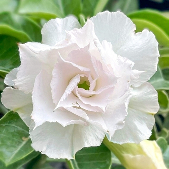 Как у вас со снегом дела? Уже или еще нет?