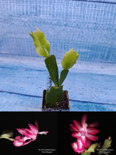 Schlumbergera cv. Floral Bouqet (Шлюмбергера)