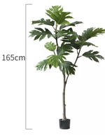 Инжир 165 см.