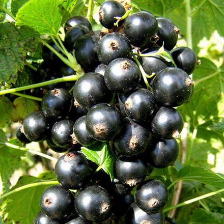 Смородина чёрная Брянский Агат