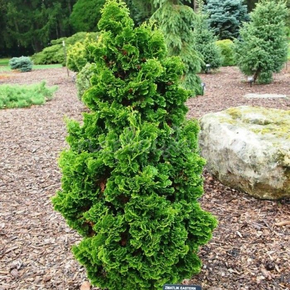 Туя западная Зматлик (Zmatlik) р9 август 2026 г.