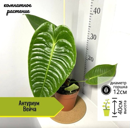 Антуриум Вейча, D12см Н40см, Нидерланды