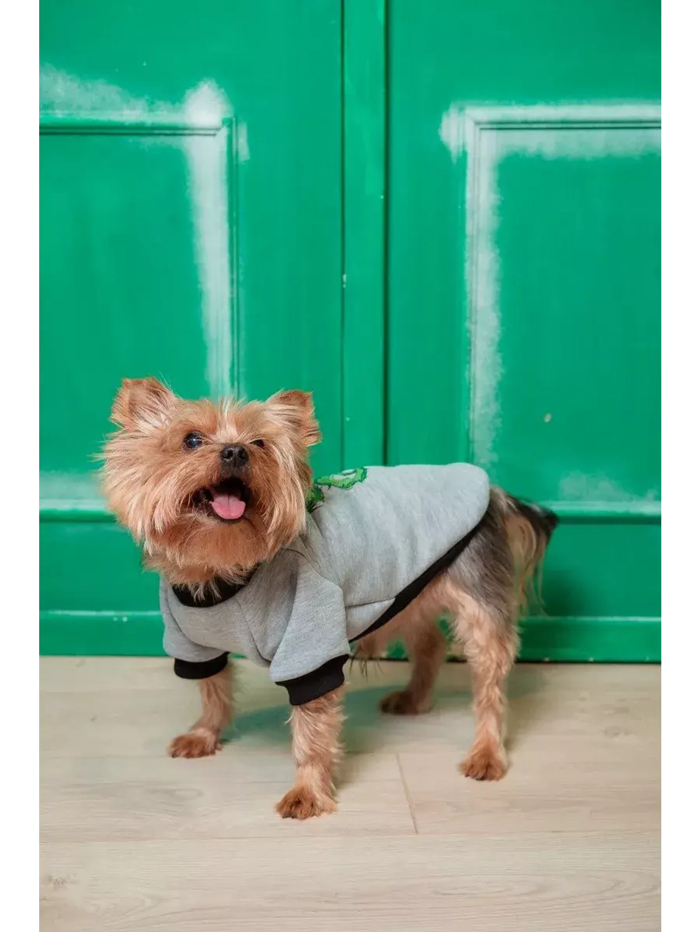 Толстовка для собак и кошек