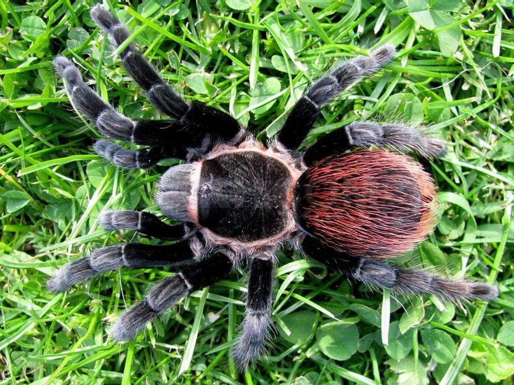 Паук-птицеед Brachypelma vagans, самка