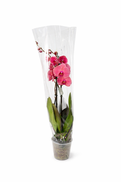 Орхидея фаленопсис пудровая