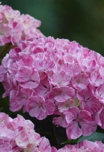 Пинки Биндер Роуз (Pinky Binder Rose) р14 Европа весна 2026 г