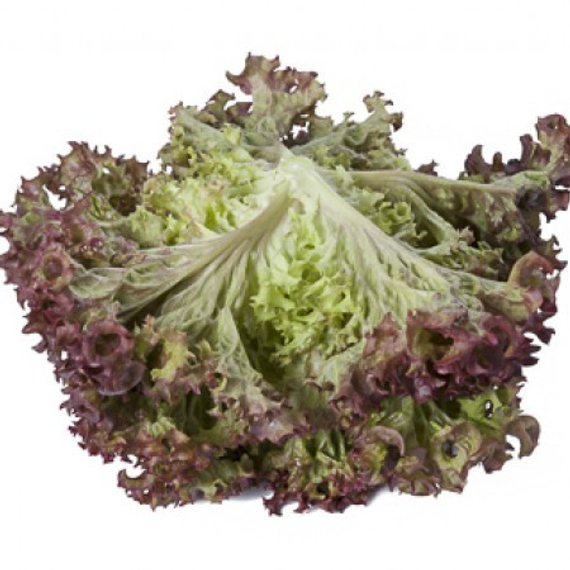 Сатин семена салата лолло росса (Rijk Zwaan / Райк Цваан) продукт – фото 2