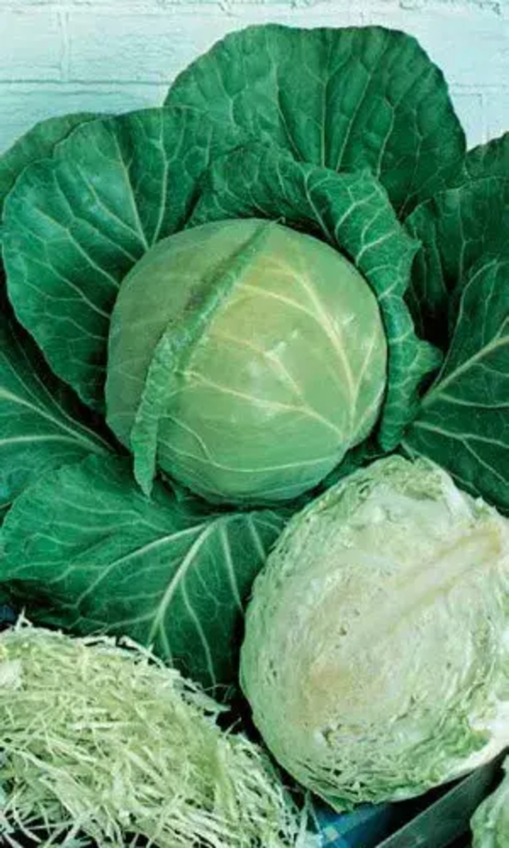 Капуста б/к Чудо на засол F1 (УД) *Банка 0,3г УрДачник