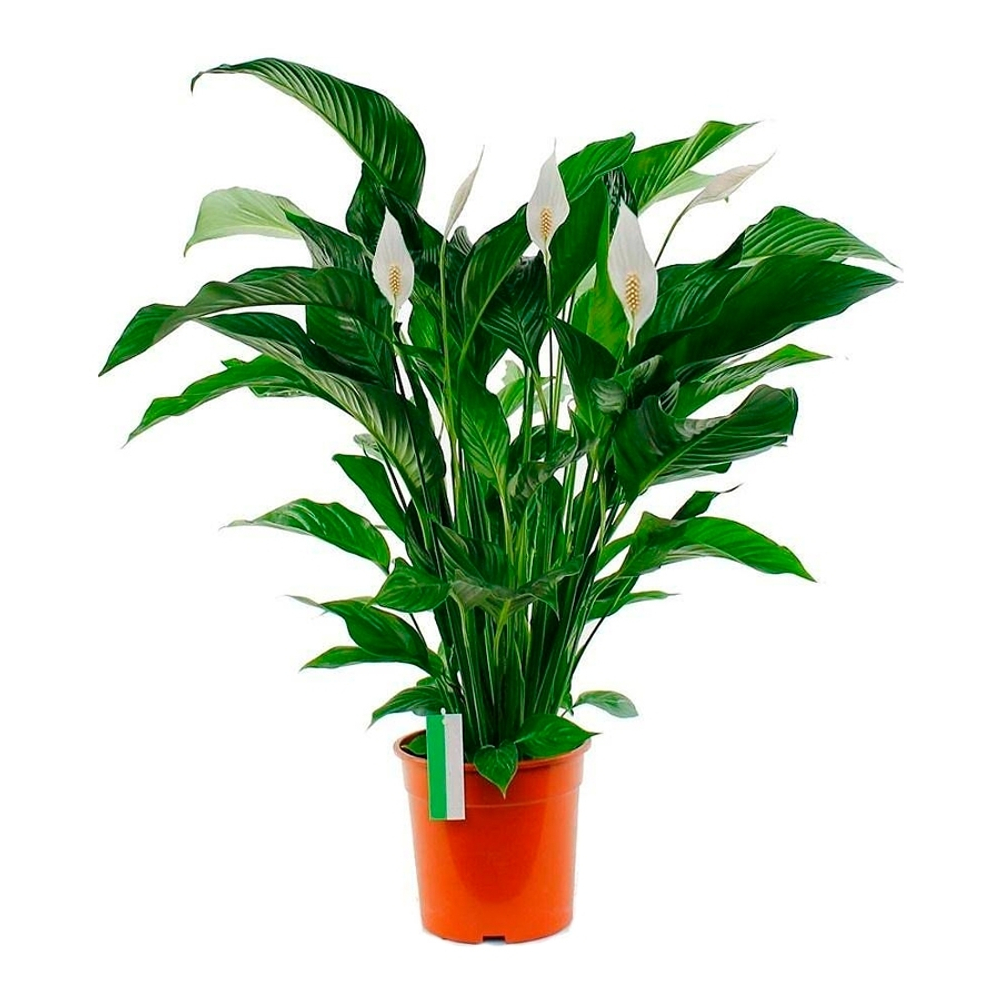 Спатифиллум